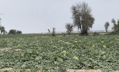 Watermelon Farm in Balochistan

کوٹگ
Kottag
کوٹگ چہ کوٹگ ول ءَ پیداک بیت۔ ول زردیں پُل ہم پر کنت کہ ڈولدار انت ۔ پُل دو نمونگ انت ۔ یک ءِ نر انت ءُ دومی مادہ انت ۔ مادہ پُل دانگ بیت ۔ کوٹگ جونایا یک جنگلی ول بوتگ آئیے بنکی جاگہ نمبیانی افریکہ انت بزاں نمیبیا انت ۔ بلے کوٹگ ءِ کشار گیشتر ماں دریائے نیل کش ءُ گور بوتگ انت ۔ دوازدھمی فرعون ءِ قبر ءَ کوٹگ ءِ توم در گیجگ بوتگ ۔ بائیبل کوٹگ زکر است انت کہ بنی ازرائیل کہ وھدے مصر چہ سپر کنت گڈا آ کوٹگ ہم ورنت ۔ دھمی سدی ءَ چین ءَ سربوتگ ک
Keywords: Watermelon farm