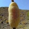 Filename=Honey.JPG
Filesize=54KiB
Dimensions=480x480
Date added=May 13, 2025 Honey.JPG