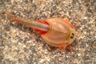 Tadpole shrimp
Tokko o Zarak
اشیا تُکو  ءُ  زراک گوش انت اے وھدے کہ ہور بیت کنڈ آپ  ءَ پُر بنت اے ہمے کنڈے آپانی تہا پیداک بنت بلے اے دگہ ملکاں برنجانی آپانی تہا پیداک بنت ۔ او ڈنی ملکاں اشاں دکاناں بہا زور انت ءُ وی پیشی ءُ مُرگاں وارین ان ت۔ اشیا آپی مدگ ہم گوش ان ت۔ بلے اے سوریں آپ  ءَ پیداک نہ بیت اے وشیں ہورانی آپان پیداک بیت ۔ 

