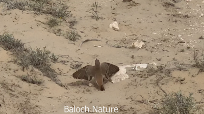 Rufous Tailed. Scrub Robin
Gaddi deyok
گڈی دیوک

اے کسانیں ءُ پاتو ءُ کٹگ وروکیں بالی مُرگ ءِ ۔ اے شررنگ ءُ ڈولداریں مُرگ ءِ بلے بلوچستان مہاجرے درگت ءَ کیت انت۔ بزاں بلوچستان ءِ جہ منندیں مرگ ءِ نہ انت ۔ اے مدامی وتی دُمب ءَ سُرین ات ءُ وشیں آواز کش ات۔
