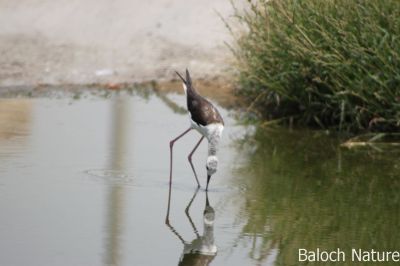 Black-winged stilt
Tango
ٹانگو اے یک دریائی مُرگ ات  اے گیشتر دریاآنی کش ء کراں تلگیں ءُ لچ ءُ مینانی تہا وتی لاپ شوہاز کنت ۔ اے ٹانگ دراج انت ءُ ڈولداریں مُرگ ات ۔ 
