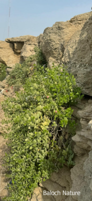 Capparis spinosa
Karago
کراگو کسانیں درچکے بلے چُو ولّ ء وڈا زمین ء سرا پراہ روت - اے زمستان ء درگت ء ماں ڈگارواں اُو سرکگ ڈنّاں رُودیت - بلے تانسریں گرماگ ء سبزاچک بیت - اسپیتیں پُل ء پر کنت اُو کسانیں دانگ پر کنت اشیا دلوت نہ ورانت پرچا کہ زھریں تام کنت -
