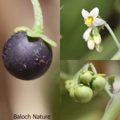 Solanum nigrum
Lillan balok
لیلاں بلوک ادا بر انت
لیلاں بلوک بہار کاہے - بلوچستان ء دو نمونگیں لیلاں بلوک رودیت یکے زردیں دانگ پر کنت او دومی سیاہیں دانگ پر کنت - اے سیہ دانگ انت - لیلان بلوکے دانگ شرکن انت اشیا مردم ورنت او مُرگ ہم ورنت
ادا ترا لیلاں بلُک ءِ پُل کٹیکیں بر ءُ پُہتہیں بر گندگ بنت ۔ 
