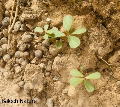 Purslane
Parpok

پرپُک
پرپک کسانیں وت رودیں کاہے کہ گیشتر ماں کشارانی تہا رودیت - پرپُک نرم نرمیں گردیں تاک پر کنت ناسییں کُنٹاں تاک باز ڈولدار انت - کسانیں ذردیں پُل پر کنت - دگہ جاہ ء پرپُکے پہ کاروباری ہاترا کش انت - اشیا سلاد کن انت او ناروشت ہم جوڈ کن انت - البت پرپُکا بلوچستان تنیگا نیادیے لوٹ نیست - بلے پرپکا چن انت او وتی دلوتاں دیینت - او کم مردم اشیا ور انت -۔

