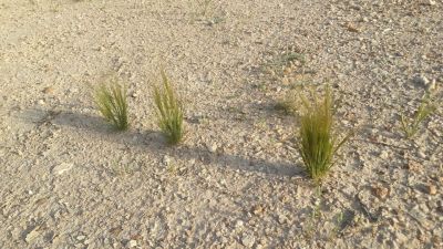 Stipa capensis
Robah Domb
روباہ دُمب 
اے یک بھارکاہے ریکپادیں ہند و دمگاں رودیت - کساس دو فٹ ء برز بیت
دراجیں ھوش ء پر کنت و حوش ء ریشگ پر بیت
ھوش ء چو روباہ ء دمب ء وڈا انت - چمیشکا روباہ دمب ء گوشنت
