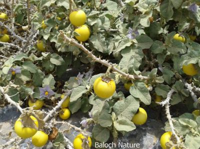 Solanum surattense
جنی بٹاگ
Jinni Battag
