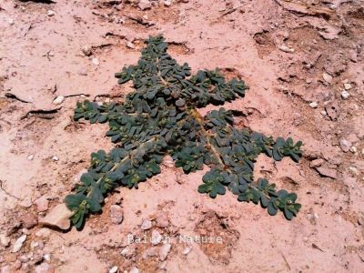 Euphorbia granulata
Sherago
 شیراگو
اے یک وت رودیں کاہے زمین ء سرا پتن روت - اے گیشتر گرماگے موسما رودیت - اشیے کسان کسانیں تاک انت بلے شاہ ء سُہر انت انت - اگان شاہے یا تاک دور بکنے گڈا ہما جاہ ء اسپیتاں شیرگ دنت - چمیشکا اشیارا شیراگو گوشنت - اشیے دگہ دو زات است انت -۔

