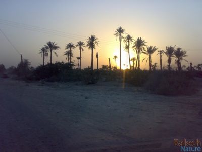 A sunset on Balochistan Oasiss
Roch zard man machkidag a
روزرد ماں مچکدگ ء 
روزرد چونایا روچے ھلاسی ء جار انت - روزرد ہمے باور کنائین ات کہ روچ ہاکمی ھلاس انت او شپے ہاکمی ء بندات انت - نوں اے درگتا رژناہی تہاری ء اندرا بُک وران انت 
