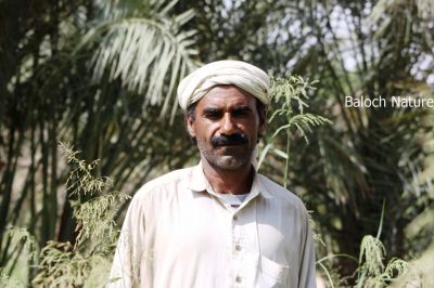 Baloch Farmer
Baloch Dehkaan
بلوچ دھکان 
بلوچ دھکان ھر روچ ء کارا وتی ڈگارانی ، کشارانی چار او دلگوش کنگ ء وتی ڈگارانی سرا موچود انت - کہ کسے آئیے کشاراں تاوان مدنت - ۔

