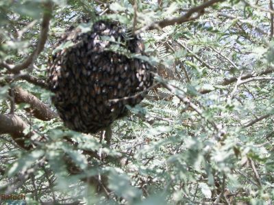 Honey Bees
Benag -Noknind
نوکنندیں بینگ
وھدیکہ بینگ مگیسک وتی جاگہا بدل کنت و نوکیں جاگہ نندیت گڈا اشیا نوکنند گوشاں - اے اکس نوکنندے بینگے انت  - 


