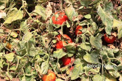 Tomato
چماٹہ
Chamata
بلوچستان ء زمین پہ چماٹہ کشاورزیا باز جوانیں زمین ء- زرباری بلوچستان زمستان چماٹہ کش انت او گرماگ ء گوریچانی ھند دمگاں کش انت - بزان بلوچستان چندے ملکاں انت کہ سالے دوازدہیں ماہاں دست کپیت

