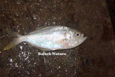 White fish
چیلاک
Chillak

