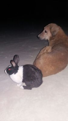 Dog and Rabbit friendship
کُچک ءُ کرگوش 
Kochik o Kargoshk
