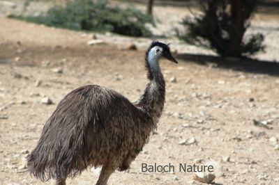 Emu
Emu
ایمو
ایمو آسٹریلیا ء بے بانزُلیں مُرگ انت - اے دو میٹر دراج بیت ۔ ٹانگ او گردن دراج انت ۔ مرچاں اے دگنیائے چاریں کُنڈاں دست کپیت - اے اکس یک ھیوان جاہ ء گرگ بوتگ
