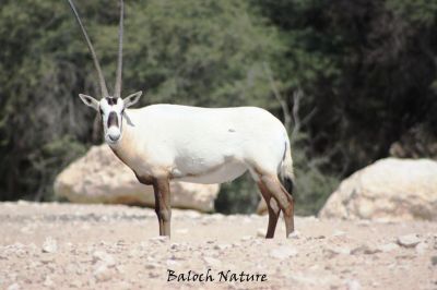 Oryx
گُور
Gour
