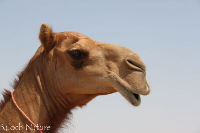 Camel closeup 
ھٗشتر
Hoshter 

