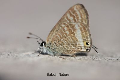 Butterfly

Mollahok
