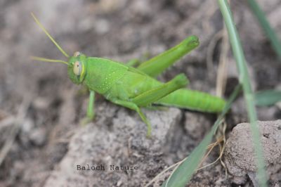 Grasshopper   
کٹگ
Katag

