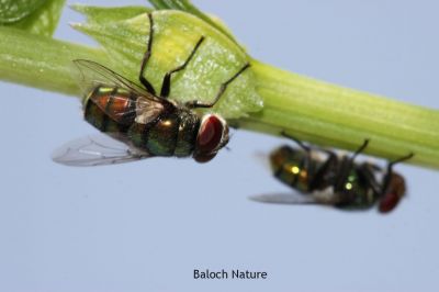 Common green bottle fly
شونزیں مگسک
Shonzin magisk

