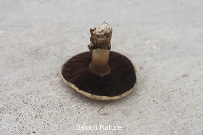 Portobello Mushroom
پشتلینک
Pashtalink
اے کُٹینگ ء یک ذاتے کہ اشیا پشتلینک گوشنت - اے گیشتعر ہما جاہں رودیت یا پیداک بیت کہ اودا گورم یا گوک یلہ بوتگ انت - اشارا نارُشت کن انت - او اشکرے سرا پچ انتے باز تامدار انت او وشّیں بوہے کنت - زمانگا بہارے درگتا کُٹینگے چنگا جنگل او ہنکیناں شتگ انت کہ اودا کُٹینگ باز بوتگ -۔

