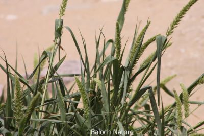 Green foxtail (Setaria viridis)
Lichchok
لچّوک
رودیت - اے گیشتر ماں جنگلاں درچکانی چیراں رودیت - بلے ہُوش مارچ اُو اپریل ء درگتا پر کنت - اے ھترناکیں کاہے - چیا کہ اے گُد پژم، میداں لچّ ات گوں اگاں بے ھنانی ء کچک او رستر اشیے سرا بہ وپس انت گڈا آیے ہوش میدان گوں ھڈانت - باز رستر مرانت بلے اشیے ہڈتگین ہُوش دُور نیاہنت
