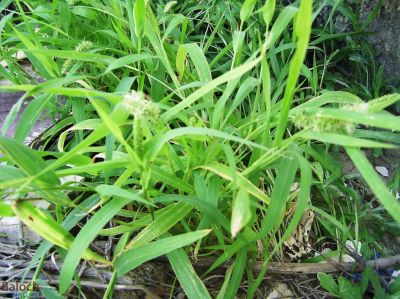 Green foxtail (Setaria viridis)
Lichchok
لچّوُک
لچّوُک بہار کاہے بہار ء درگت ء رودیت - اے گیشتر ماں جنگلاں درچکانی چیراں رودیت - بلے ہُوش مارچ اُو اپریل ء درگتا پر کنت - اے ھترناکیں کاہے - چیا کہ اے گُد  پژم، میداں لچّ ات گوں اگاں بے ھنانی ء کچک او رستر اشیے سرا بہ وپس انت گڈا آیے ہوش میدان گوں ھڈانت - باز رستر مرانت بلے اشیے ہڈتگین ہُوش دُور نیاہنت
