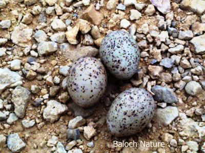 Pallas's Gull eggs
زری ملّیر ءِ ھیک
Zeri Mallir e haik
