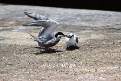 Grey-backed Tern. feeding chick 
مات ءُ چُک
Maat o chok
اے دریائی بالی مُرگ بزاں ملّیر وتی چُک ءَ ماہیگ وارینگ ءَ انت ۔ 
