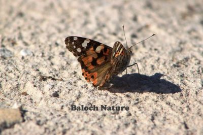 Butterfly
مُلاھوک
Mollahok
پاتو بلوچستان دست کپیت اے گیشتر کشارانی تہا گردیت اے باز ڈولدار انت اشیے بانزُل سیاہ او آزمانی رنگانی نقش انت - چمیشکا اے مُلاھُکا یا پاتو ا سبزیں آزمانی ملاھُک گوش انت -
