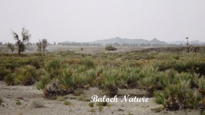 A landscape of Balochistan 
بلوچستان ءِ ندارگ
Balochistan e Nadarag
