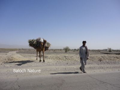Balochistan Transport
بار ءِ پیش
Bar e pish
دگنیا  ءَ مرچاں ھیوان ءِ سرا بار ءِ لڈڈگ  جُرم ءَ کئیت انت ، بلے بلوچستان ہنچیں جاہ ءِ کہ بلوچ ءِ جندے کُشگ سواب جوڈ بوتگ۔ اے اکس ءِ  ساربان ءَ بار ءِ پیش ھُشتر ءَ لڈڈ اتگ ءُ دیم پہ وتی منزل ءَ رہادگ انت ۔  

