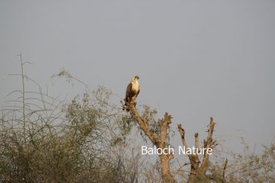 Eagle
Shaheen
شاھین
شاھین یک زمانگ ءِ بلوچستان ءَ باز بوتگ ، پرچا کہ شاھیناں گسی مرگانی چُرو شکار کُرتگ انت ۔ بلوچ مجبور بوتگ انت کہ وتی نکینکاں گوں چُرواں واڈاں یا پہنیامیں جاہاں بند بکن انت کہ شاھین چُرواں شکار کُت مہ کنت۔ بلے مرچی شاھین باز تچ ءُ تاگ ءَ نوں گندگ بہ بیت ۔ شاھیناں شکار کن انت  ءُ عربانی کرّا بہا کن انت ۔ چمیشکا شاھین کم کمّا گار بوّان انت ۔
