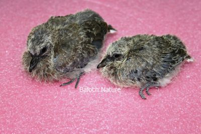 Laughing Dove New Born Chick
Shatol e Padd
شاتُل ء پڈ 
شاتُل ءپڈ چہ ۃیک ء درکیت تاں تولگ پُٹ بیت وھدیکہ پُٹ پر کنت او بالی بیت گڈا آیا چُنکی گوشنت -۔

