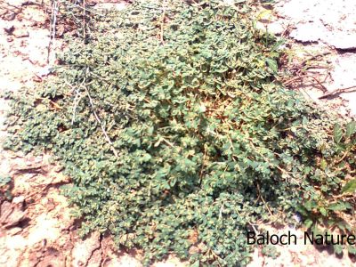 Euphorbia granulata
Sherago
اُرتیں شیراگو
اے یک وت رودیں کاہے زمین ء سرا پتن روت - اے گیشتر گرماگے موسما رودیت - اشیے کسان کسانیں تاک انت بلے شاہ ء سُہر انت انت - اگان شاہے یا تاک دور بکنے گڈا ہما جاہ ء اسپیتاں شیرگ دنت - چمیشکا اشیارا شیراگو گوشنت - اشیے دگہ دو زات است انت -۔

