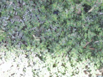 Euphorbia qranulata, Milk Purslane 
Sherago horteen
ہورتیں شیراگو
اے یک وت رودیں اہے زمین ء سرا پتن روت - اے گیشتر گرماگے موسما رودیت - اشیے کسان کسانیں تاک انت بلے شاہ ء سُہر انت انت - اگان شاہے یا تاک دور بکنے گڈا ہما جاہ ء اسپیتاں شیرگ دنت - چمیشکا اشیارا شیراگو گوشنت - اشیے دگہ دو زات است انت -۔

