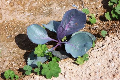 Red Cabbage
Sohrin Band Gobi
سُہریں  گوبی 
سُہریں گوبی چہ بند گوبی وڑین گوبی - مرچاں بلوچستان ء جاہ ءجاء دست کپیت بلے تنیگا نیادی واستہ نیست - سُہریں گوبی پہ نارُشت او پہ سلاد ء کارمرز بیت -۔


