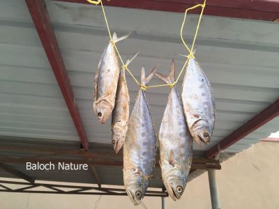 Dried Fish
سوریں ماھیگ
Sorin Maheeg

