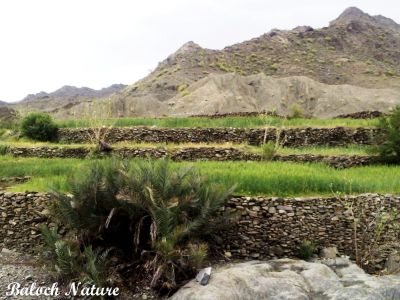 Mountain farm of Balochistan
دشتوک ءِ شہرے ندارگ
Dashtok e Nadarag
ادا ہمے زانگ بیت کہ کجام تکلیفی ءَ گون بلوچاں پہ وت ناگیگیں جاگہاں کشاورزی ءِ زمین جوڑ کتگ ۔ اے دشتوک زامران اکس ءِ ۔ 
