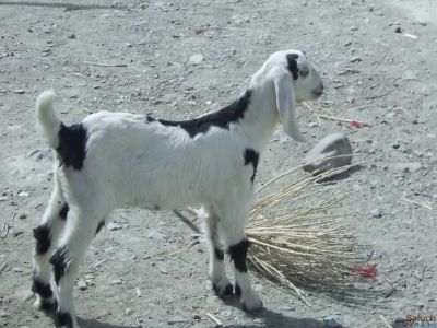 Kidling
Shinik
شنیک
بلوچستان ء شنیک باز ڈولدار انت -  چارگ کرزنت

