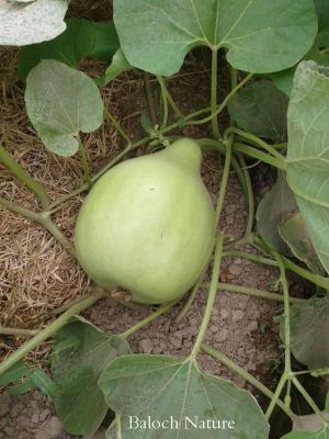 Bottle Gourd 
کدّو
Kaddo
کدّوے چونایا باز زات انت ۔ ایشانی توک ءَ دراجیں گردیں ۔ ودی بیت ۔ کدّو گیشتر افریکہ ۔ ایشیا ۔ یوروپ ءُ امریکہ پیداک بیت ۔ بلے ایشیے بُنجل زمبابوے افریکہ انت ۔ ایشیارا کسانی ءَ دانگ ءِ سبزی جوڑ کن انت ءُ ورانت بلے وھدے کہ پُہتہ بیت گڑا اے باز ترند بیت ۔ ایشیے توک ءِ توماں درکن انت ءُ جندے پہ پیپ کارمرز کن انت

