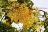 AMALTAS2C_CASSIA_FISTULA_6354.JPG