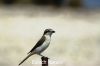 Isabelline_Shrike_1457.JPG