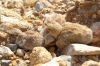 Lichtensteins-Sandgrouse-chicks.jpg