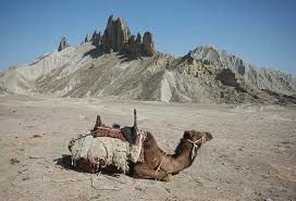 Camel 
ہُشتر
Hoshter
ھُشتر ادا جُک اتگ۔ 
Keywords: balochistan