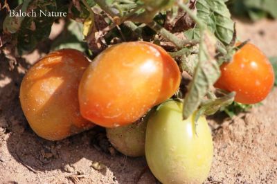 Tomato
چماٹوک
Chamatok
بلوچستان ء زمین پہ چماٹہ کشاورزیا باز جوانیں زمین ء- زرباری بلوچستان زمستان چماٹہ کش انت او گرماگ ء گوریچانی ھند دمگاں کش انت - بزان بلوچستان چندے ملکاں انت کہ سالے دوازدہیں ماہاں دست کپیت


