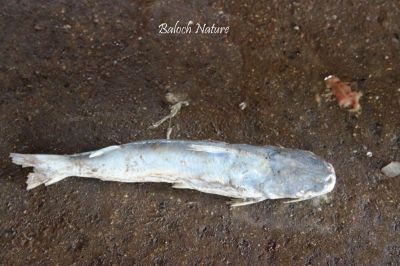 Cat fish
گَللو
Gallou
