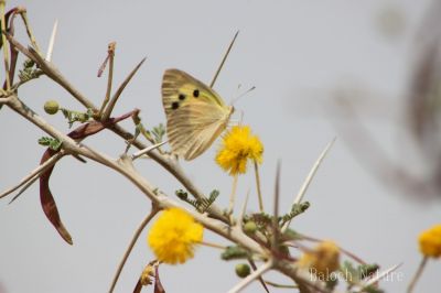 Butterfly
مُلاھوک
Mollahok
