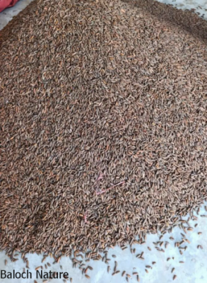 Pine nuts
Niza o Chalgoza
 نیزہ یک ہُشکیں نیبگ ءِ  کہ بلوچستان ءِ گوریچانی ھند ءُ دمگاں بیت ۔ اے درچک سنوبرے نمونگیں درچکے  بالائی ھند و دمگاں بیت ۔۔ اے دگنیائے توکا یک گران بہائیں نیبگ انت ۔ 
