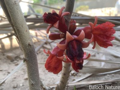 Flowers of Pomegranate
Anar e poll 
اے انارے پُل انت بلے اے پُل دہ دانگ بنت کہ انارے کُنٹ ءَ پر انت ۔ من وتی زند ءَ انچوک پُل یک جاگہ نہ دیستگ بلے مدام یک پُل چہ چار پُل یک جاگہ بوتگ انت بلے دہ بُل باز انت بارئں اے دراہ بر بزاں نیبگ بنت کہ ناں 

