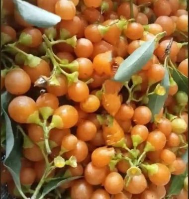 Ehretia obtusifolia

Kasanin Liwar
کسانین لیوّار
کسانیں لیوّار بلوچستان ے درچک نہ انت - اے بلے مرچاں بلوچستان لوگانی دیم او باگانی توک ا دست کپیت - او اشیا کسانین زردیں دانگ لپچناک انت بلے گونڈو اشیا پہ شوق سرچن انت او ورانت - بلے اے ھاسیں نیبگے نہ انت -۔
